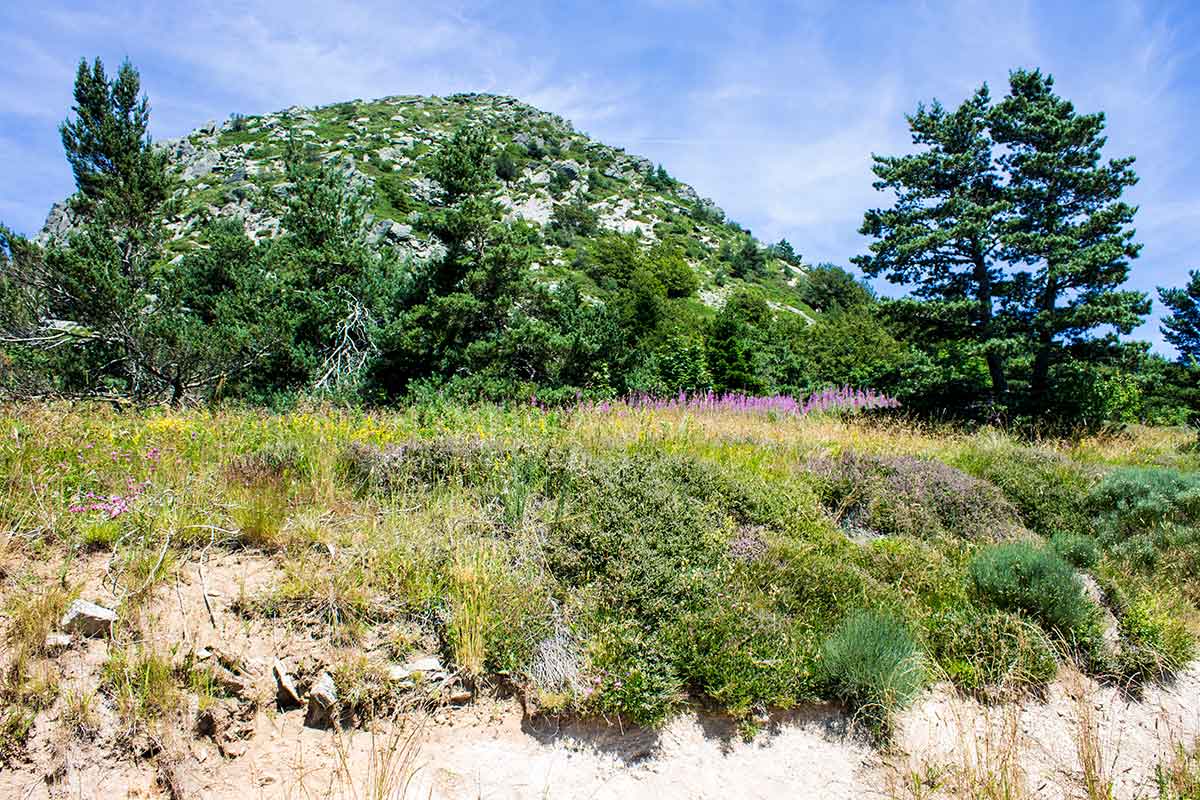 Mount Gerbier de Jonc Camping Ardèche