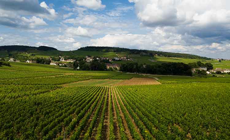 Camping Burgundy