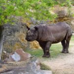 Camping Zoo Doué la Fontaine