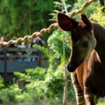 Camping Zoo Doué la Fontaine