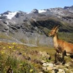 Camping Parc National de la Vanoise