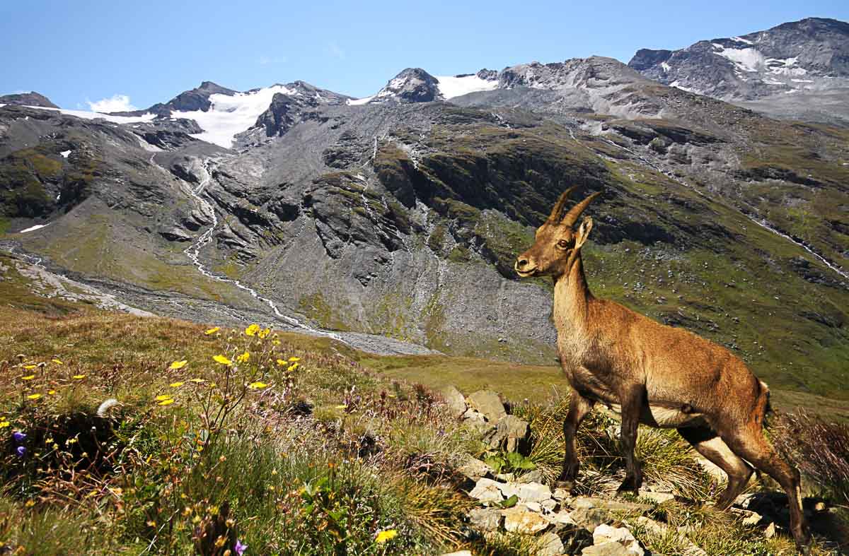 Camping Parc National de la Vanoise