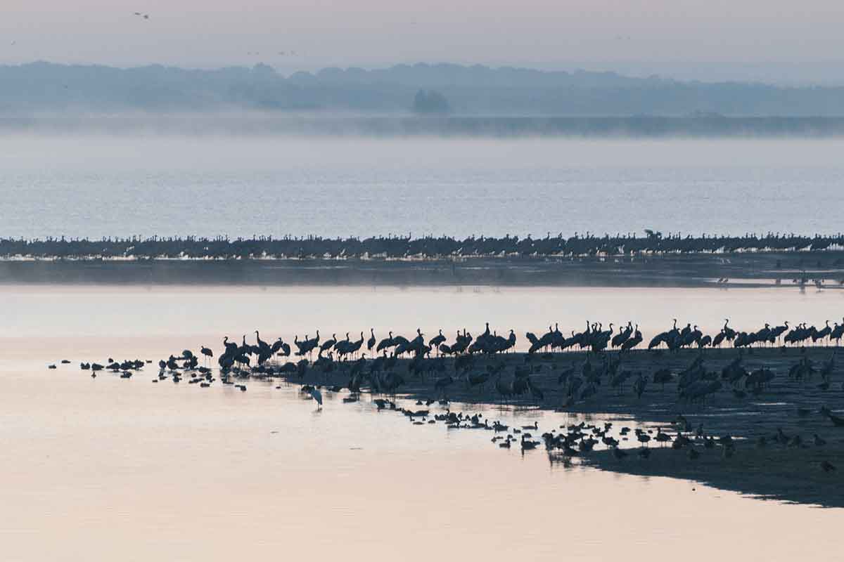 Migrations des Grues Cendrées