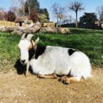 Chèvre et mini-ferme au camping Bourgogne Château de l'Epervière