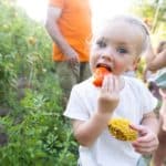 Potager au camping la Pinède dans l'Aude