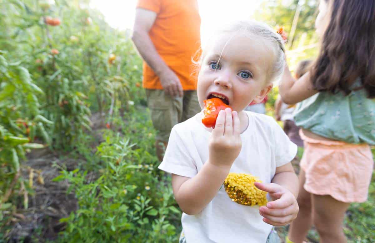 Potager au camping la Pinède dans l'Aude