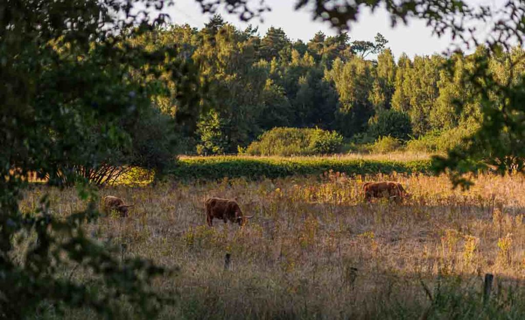 Emplacement de camping dans le Limbourg Payas-Bas