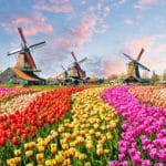Paysage de moulins et de tulipes à côté de votre camping Pays-Bas