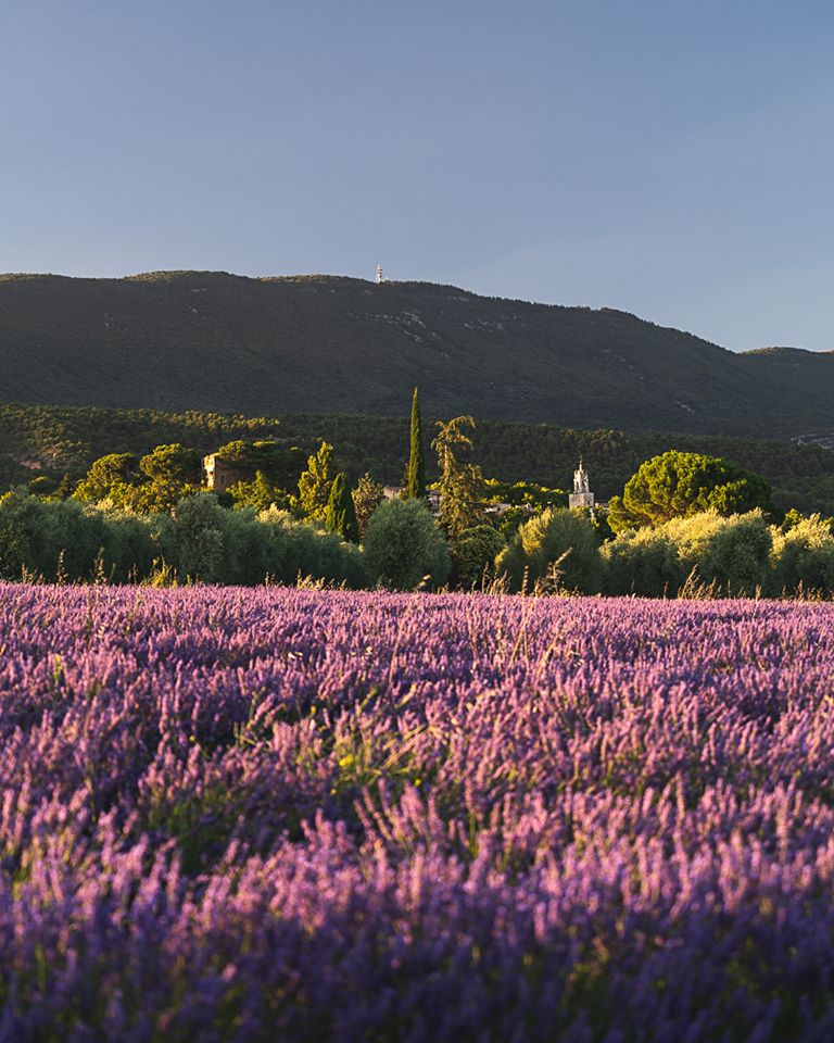 Lavandes Cucuron
