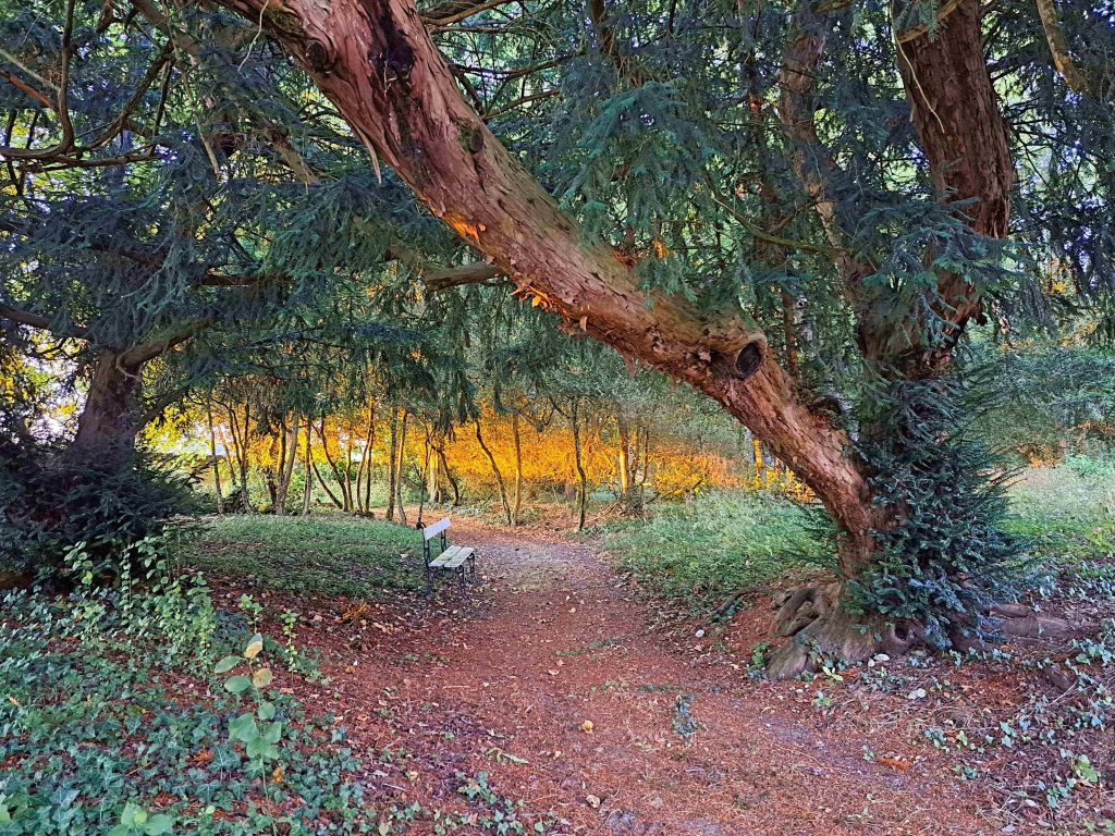 balade foret la rolandiere 1.9 1024x768