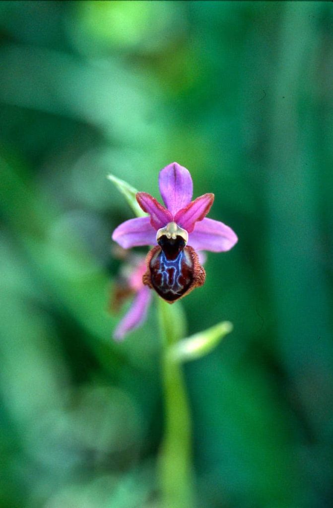 camping aveyron 2007 007 671x1024